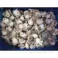 /msite/products/detail/productid/43725287/id/350819.html